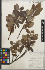 Foto von Salix glauca L.
